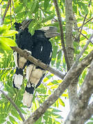 Black-and-white-casqued Hornbill