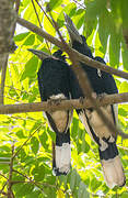 Black-and-white-casqued Hornbill