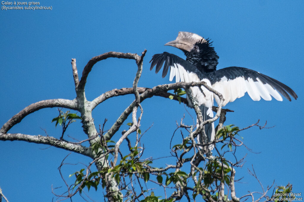 Black-and-white-casqued Hornbill male adult