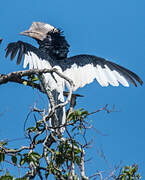 Black-and-white-casqued Hornbill