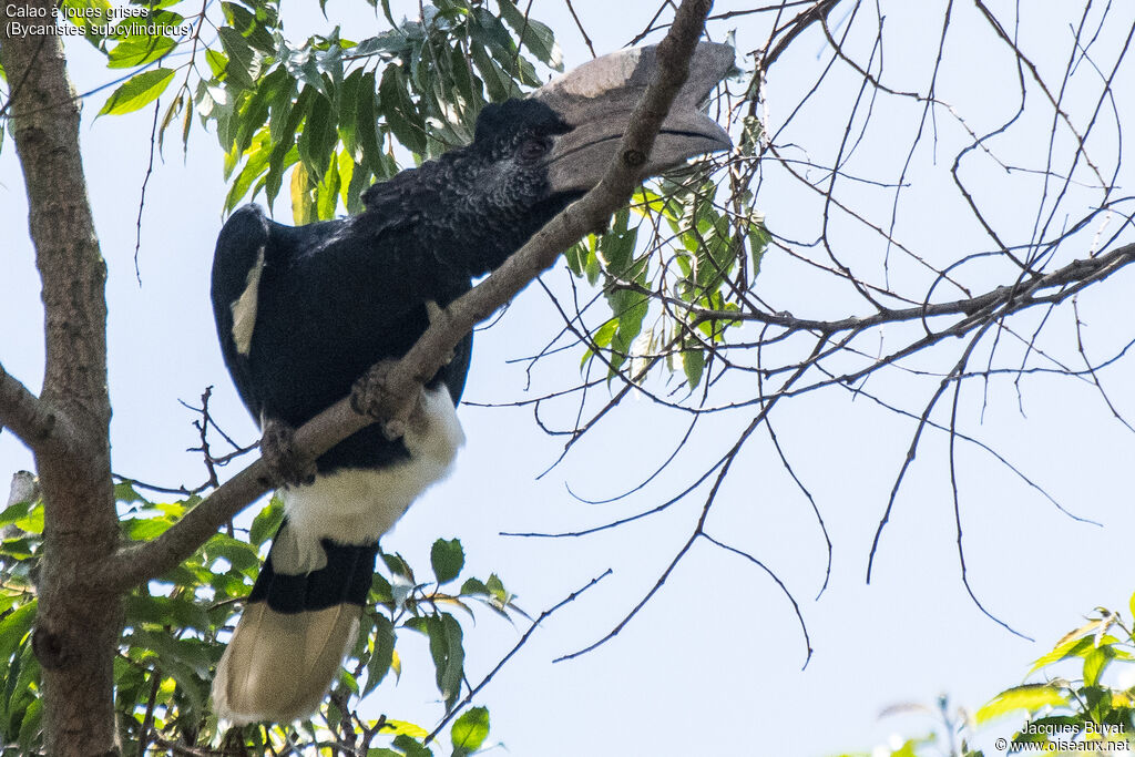 Black-and-white-casqued Hornbill male adult