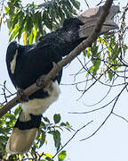 Black-and-white-casqued Hornbill