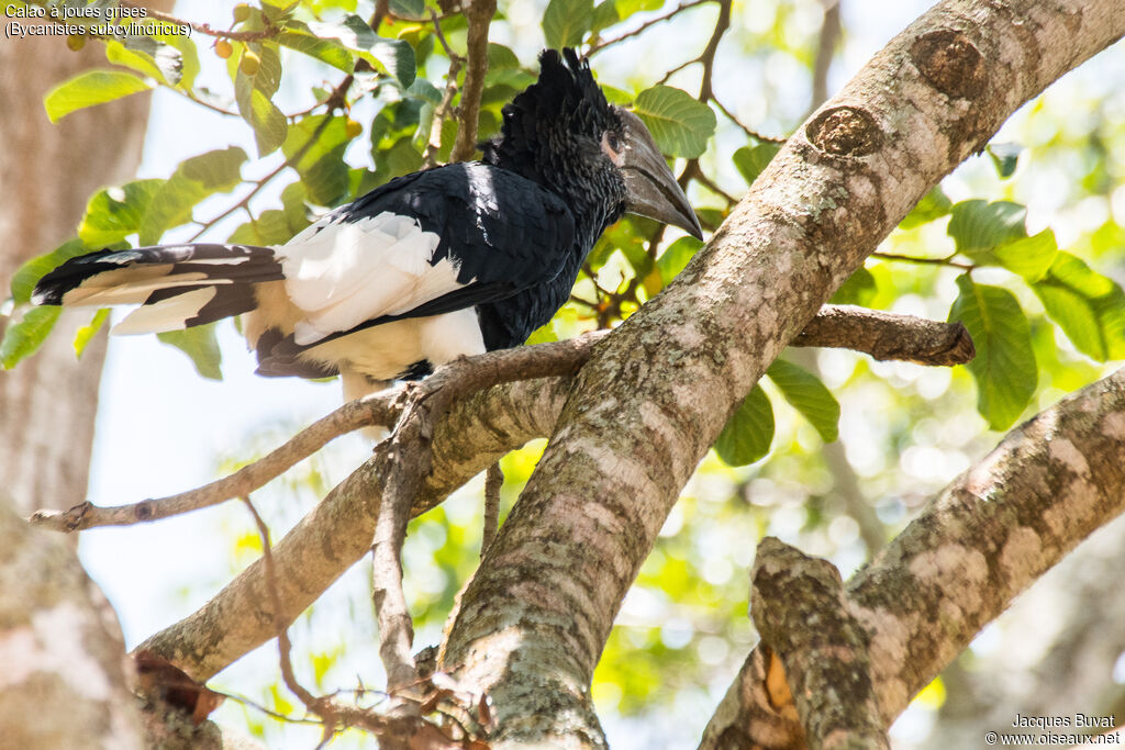 Black-and-white-casqued Hornbill