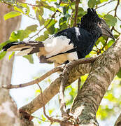 Black-and-white-casqued Hornbill