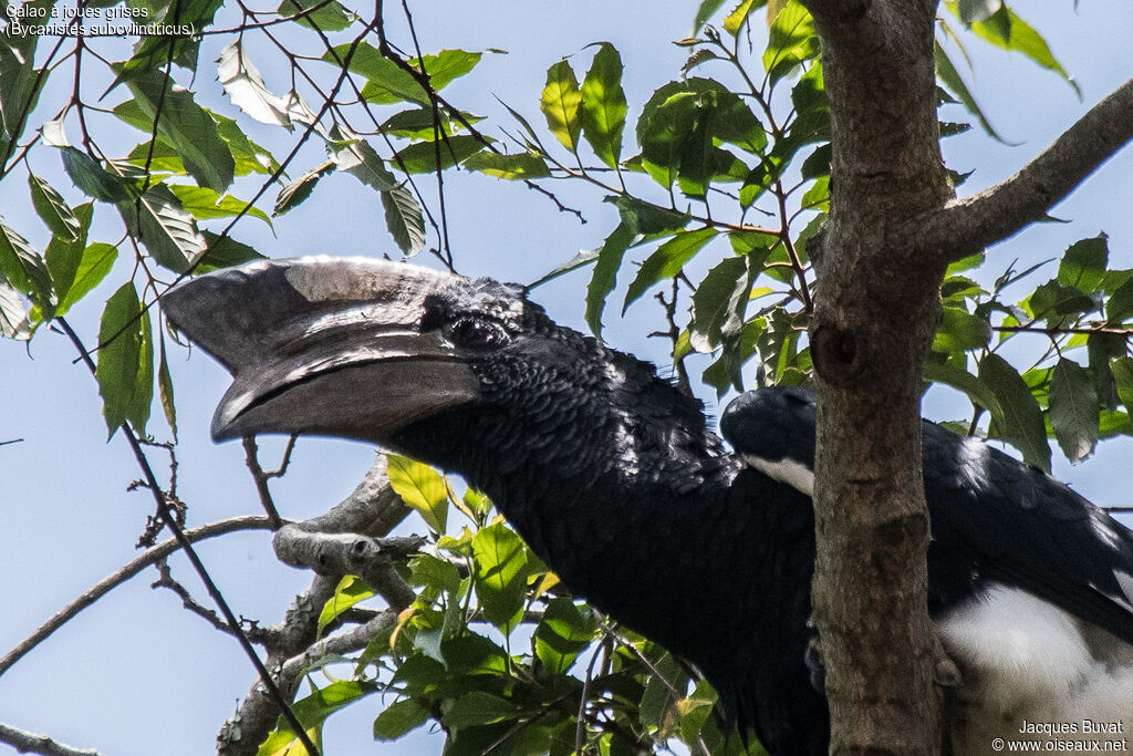 Black-and-white-casqued Hornbill male adult, identification, close-up portrait, habitat, aspect, pigmentation