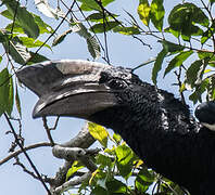 Black-and-white-casqued Hornbill