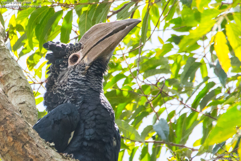 Black-and-white-casqued Hornbill female adult