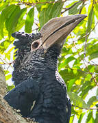 Black-and-white-casqued Hornbill