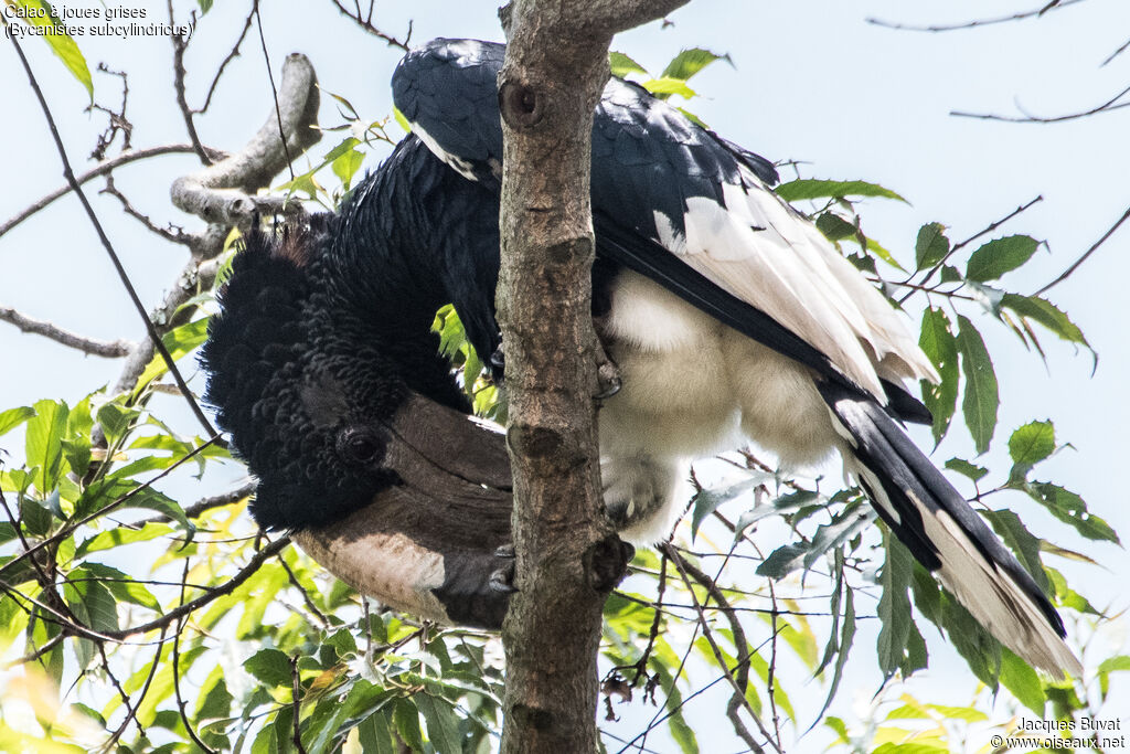 Black-and-white-casqued Hornbill male adult