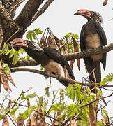 Crowned Hornbill