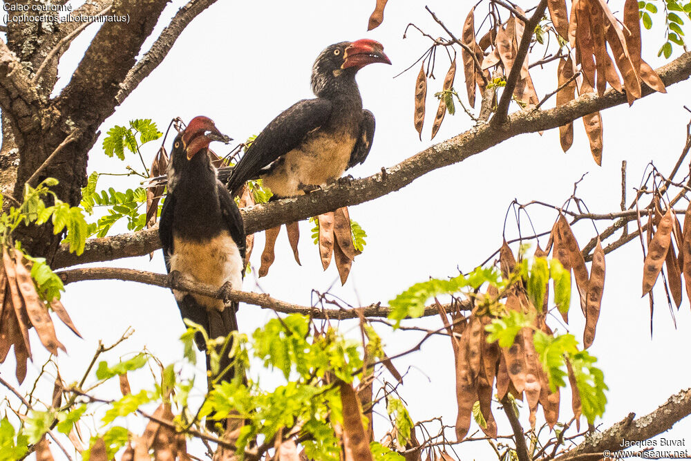 Crowned Hornbilladult