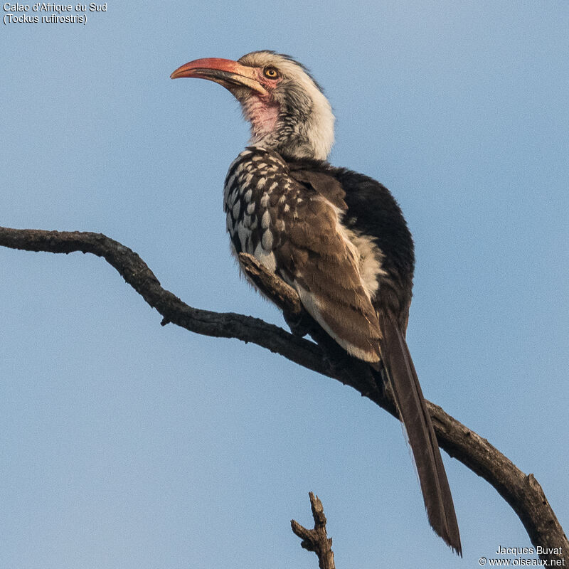 Southern Red-billed Hornbill male adult, identification, close-up portrait, aspect, pigmentation