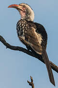 Southern Red-billed Hornbill