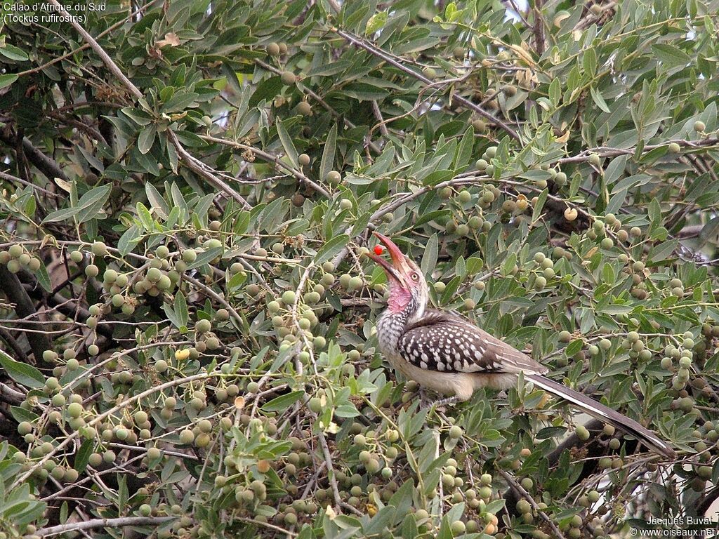 Southern Red-billed Hornbilladult