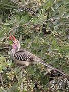 Southern Red-billed Hornbill