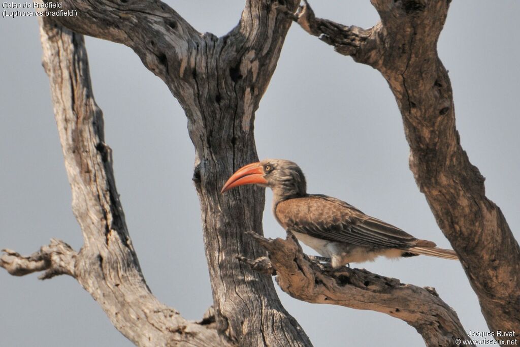 Bradfield's Hornbilladult