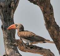 Bradfield's Hornbill