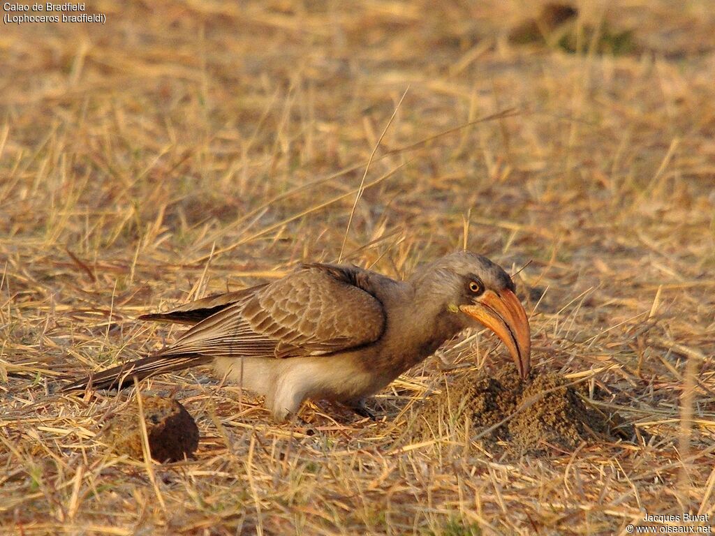 Bradfield's Hornbilladult