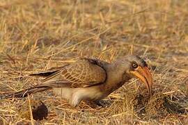 Bradfield's Hornbill