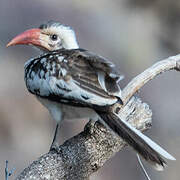 Damara Red-billed Hornbill