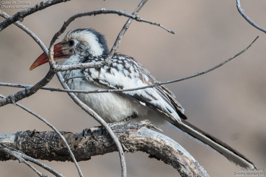 Damara Red-billed Hornbilladult, identification, aspect, pigmentation