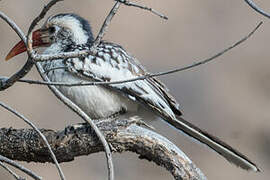 Damara Red-billed Hornbill