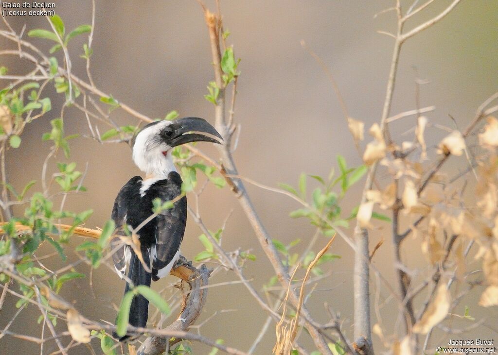 Von der Decken's Hornbill female adult