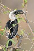 Von der Decken's Hornbill