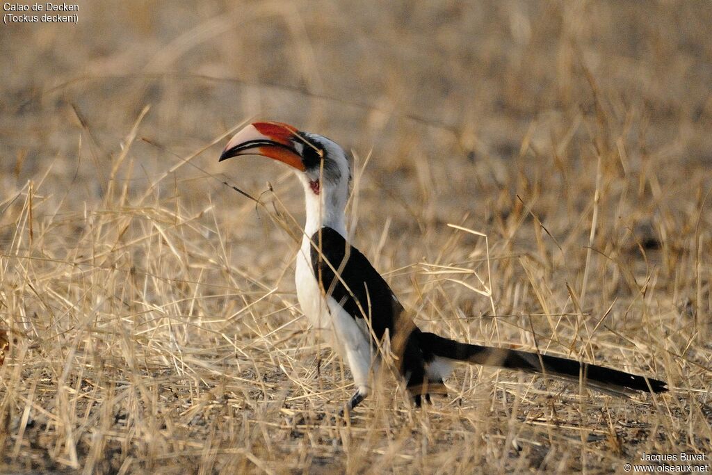 Von der Decken's Hornbill male adult