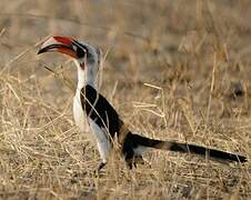 Von der Decken's Hornbill