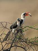 Von der Decken's Hornbill