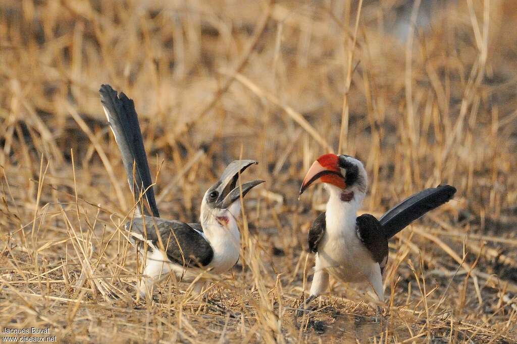 Von der Decken's Hornbilladult breeding, courting display, Behaviour