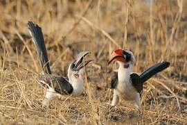 Von der Decken's Hornbill