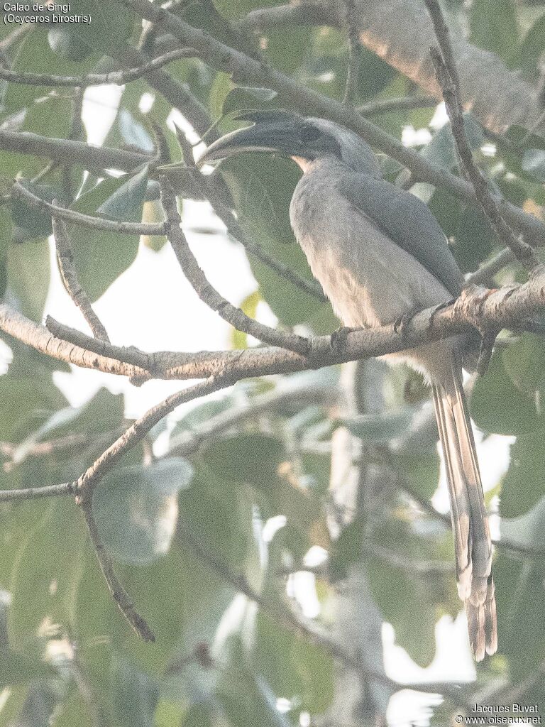 Indian Grey Hornbill male adult, identification, aspect, pigmentation