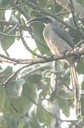 Indian Grey Hornbill