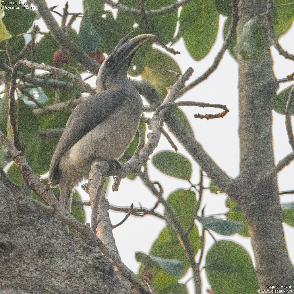 Indian Grey Hornbill male adult, close-up portrait, aspect, pigmentation