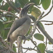 Indian Grey Hornbill