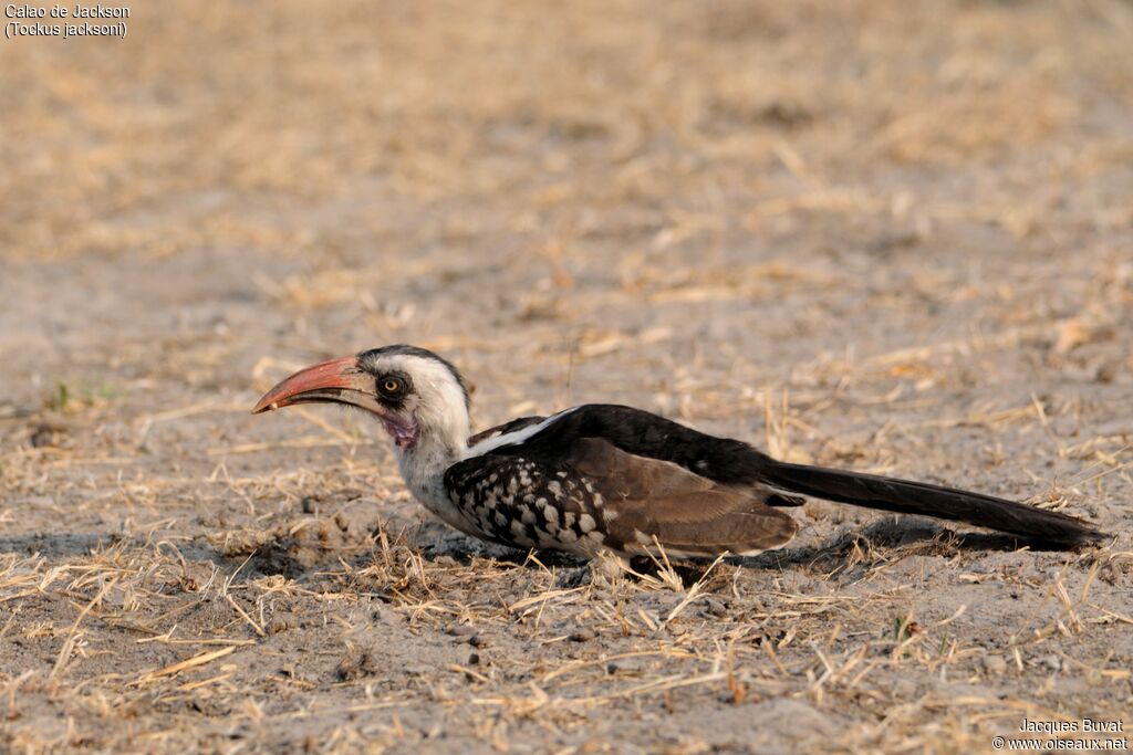 Jackson's Hornbill male adult breeding, identification, aspect, pigmentation, eats