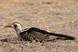 Jackson's Hornbill