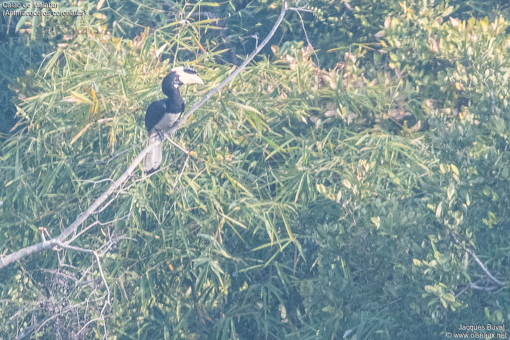 Malabar Pied Hornbilladult, identification, aspect, pigmentation