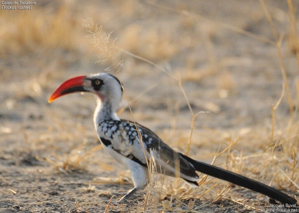 Tanzanian Red-billed Hornbill male adult