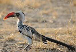 Tanzanian Red-billed Hornbill