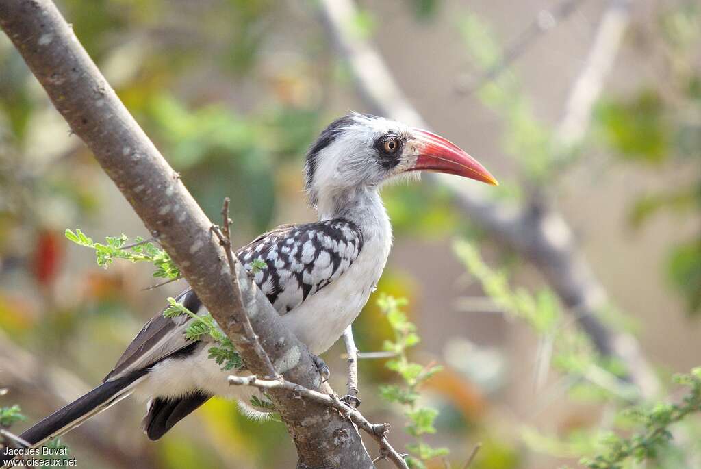 Tanzanian Red-billed Hornbill female adult