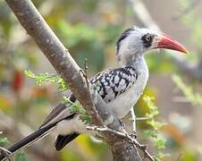 Tanzanian Red-billed Hornbill