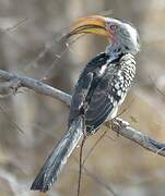 Southern Yellow-billed Hornbill