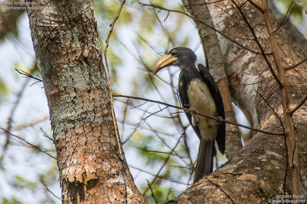 African Pied Hornbill male adult