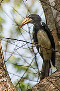 African Pied Hornbill