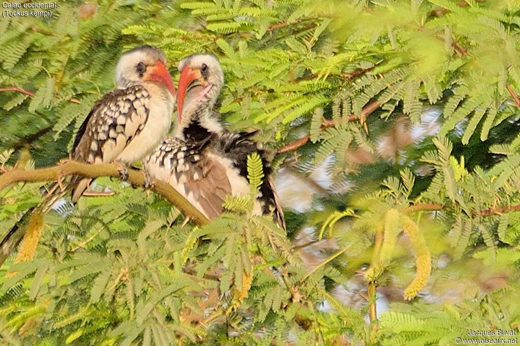 Western Red-billed Hornbilladult