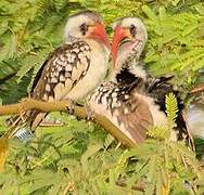 Western Red-billed Hornbill