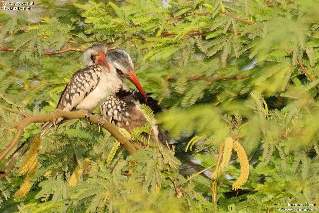 Western Red-billed Hornbilladult